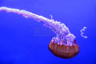 西海岸荨麻,鱼缸,上下颠倒,倒置水母,刺螫水母,触须,水下,海洋生命,水族馆,水