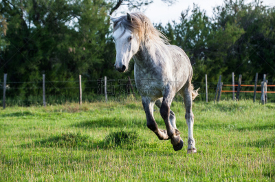 camargue horse,白色,自然,背景,哈雷克区,白马,卡马尔格,敏捷,美,水平画幅