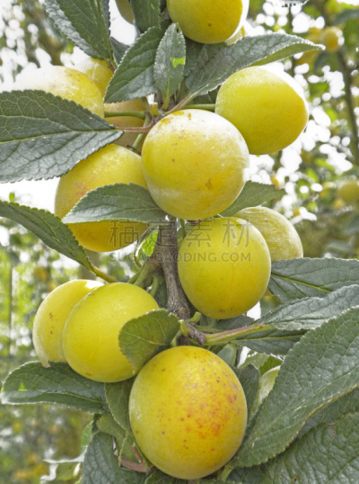 水果,清新,熟的,枝,黄色,黄香李,蔬菜沙拉,自然,垂直画幅,饮食