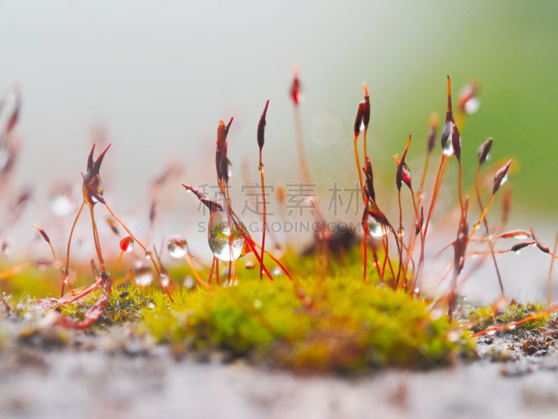 水,苔藓,湿,泥炭藓,雨,水滴,种子,绿色,水平画幅,无人