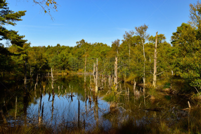 Pietzmoor in the Lüneburg Heath near Scheverdingen