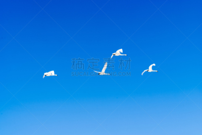 天鹅,天空,两翼昆虫,在上面,海洋,旭川,大天鹅,黑鸭,钢笔尖,沟