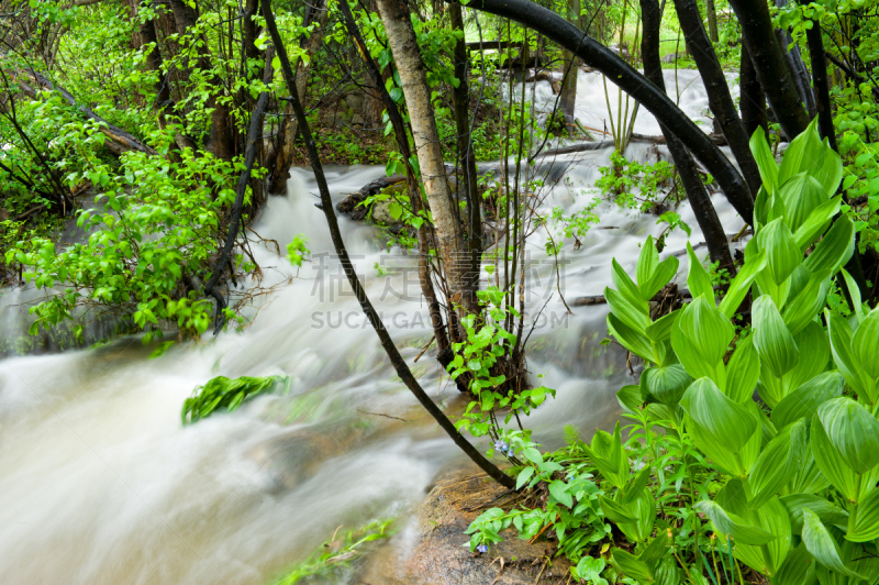 绿色,枝繁叶茂,雨,小溪,山,比弗河度假村,比威尔克利克,自然,水,水平画幅