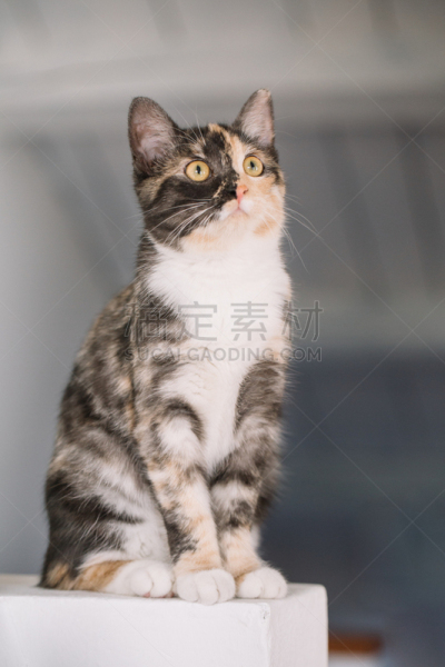 小猫,可爱的,垂直画幅,美,疲劳的,毛绒绒,猫,柔和,平和,宁静