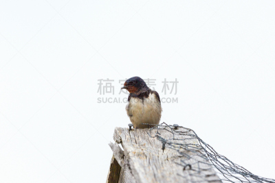 家燕,天空,水平画幅,鸟类,野外动物,夏天,户外,北美歌雀,山脊,屋顶