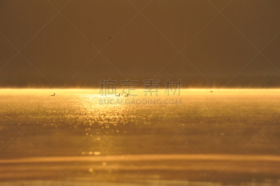 鸊鷉,水,富营养化水体,水平画幅,动物保护,无人,鸟类,夏天,湖,单色调