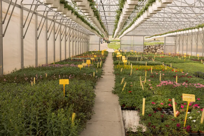 室内 温室 植物苗圃 植物群 多样 手提篮 篮子 粉色 花盆 法国图片素材下载 稿定素材