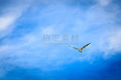 海鸥,智利,海洋咖啡馆,葡萄酒,南美,葡萄酒厂,水平画幅,鸟类,地下室,玻璃