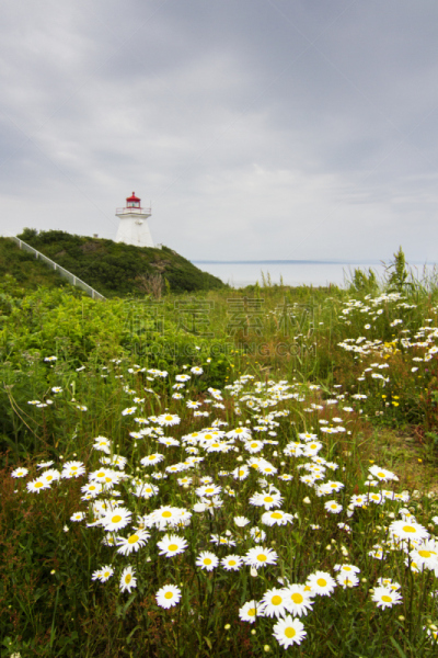 灯塔楼,cape enrage,垂直画幅,天空,无人,大西洋,夏天,斗篷,海洋,雏菊