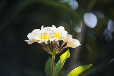 Plumeria