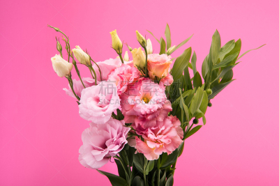 特写,花蕾,分离着色,粉色,叶子,自然美,风景,绿色,翠湖,蠢人