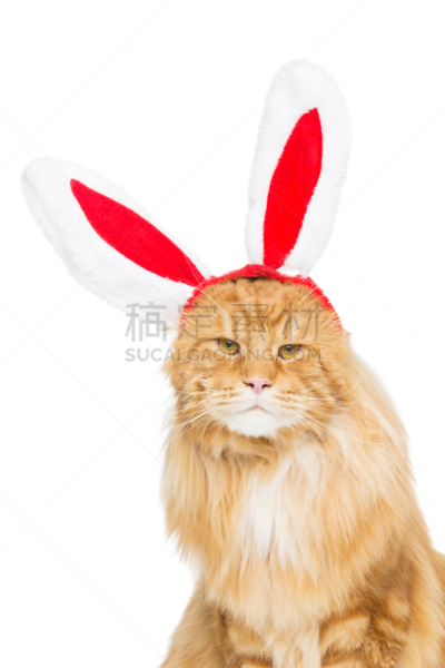 巨大的,姜黄色的猫,在边上,兔耳朵,动物头,缅因库恩猫,浣熊,宠物服装,垂直画幅