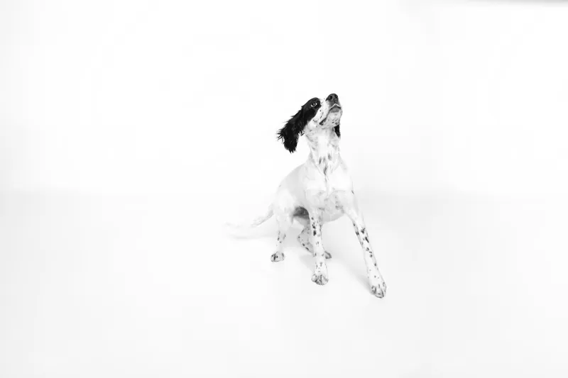工作室 福克斯猎狐犬 灰色 进行中 杰克拉瑟短腿犬 正装照片 狗 梗犬 猎人 小的图片素材下载 稿定素材