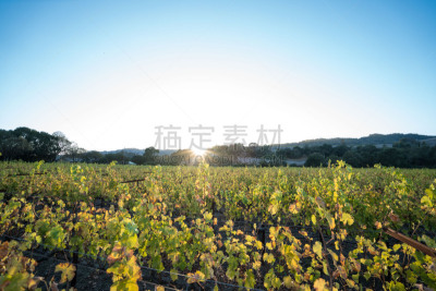 有蔓植物,葡萄酒厂,水平画幅,无人,泥土,早晨,曙暮光,户外,草,索那玛谷