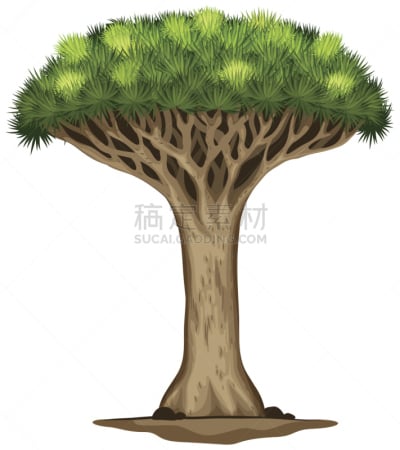 龙,牙膏,索科特龙血树,天门冬科,无人,绘画插图,计算机制图,计算机图形学,姿态优美,索科特拉岛
