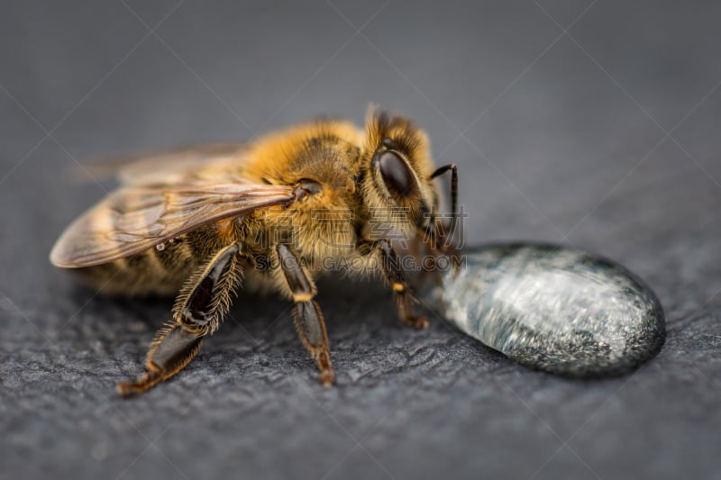 蜂箱,蜜蜂,水滴,蜂蜜,图像,大特写,蜂王浆,狼蛛,伞形科,beekeeper