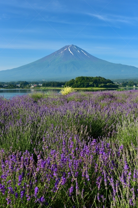 富士山,熏衣草,山,河口湖,富士河口湖,山梨县,垂直画幅,天空,里山,枝繁叶茂