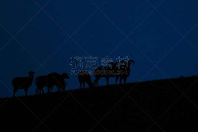 森林,欧洲,巨大的,公园,褐色,水平画幅,金科瑞格,食草动物,大角羊,家庭生活