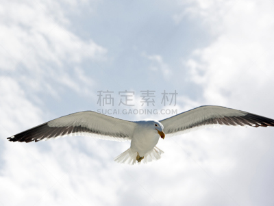 非洲,沃尔维斯湾,纳米比亚,食海藻海鸥,天空,野生动物,水平画幅,蓝色,鸟类,动物身体部位