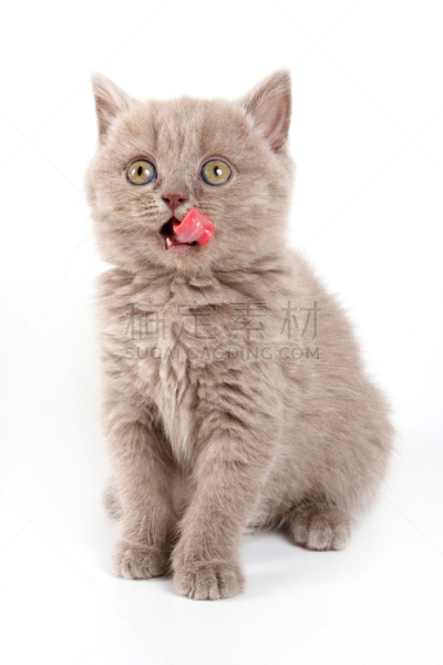 白色,猫,小猫,分离着色,动物毛,舔嘴唇,伸舌头,垂直画幅,褐色,无人