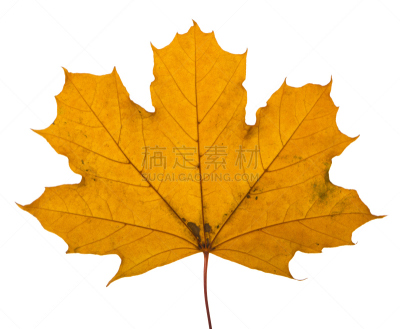 黄色,白色背景,枫叶,日光,符号,古老的,莫斯特,干的,四季,想法