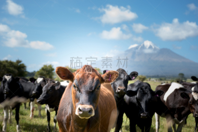 火山,背景,桨叉架船,母牛,乳牛场,奶制品,塔拉纳基山,泽兰省,新西兰,肉牛