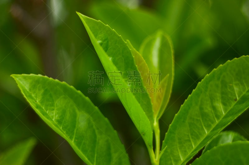 叶子,大特写,水平画幅,木质部,无人,科学,夏天,草,特写,明亮