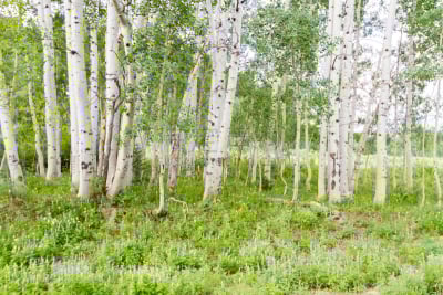 白杨类,自然,山口,美国,水平画幅,无人,夏天,户外,克莱斯巴山,开普勒传球