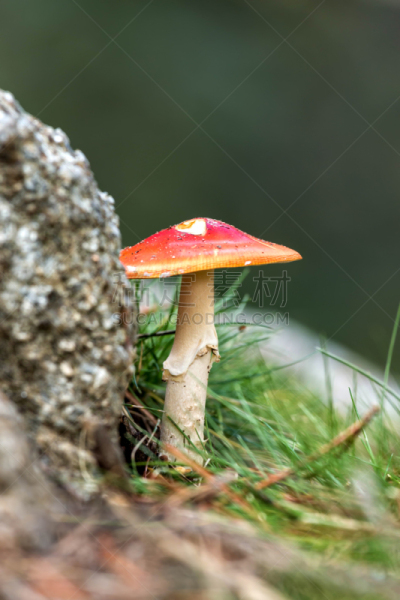 蘑菇,欧洲赤松,垂直画幅,苔藓,夏天,草,特写,食用菌,白色,真菌