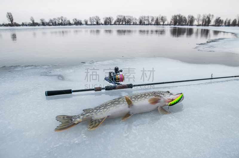 雪,冬天,冰钓,黑斑狗鱼,撒谎者,水,水平画幅,巨大的,生食,捕捞鱼