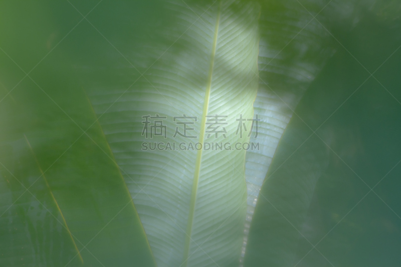 自然,棕榈树,叶子,背景,大特写,水平画幅,奇旺,无人,抽象,特莱