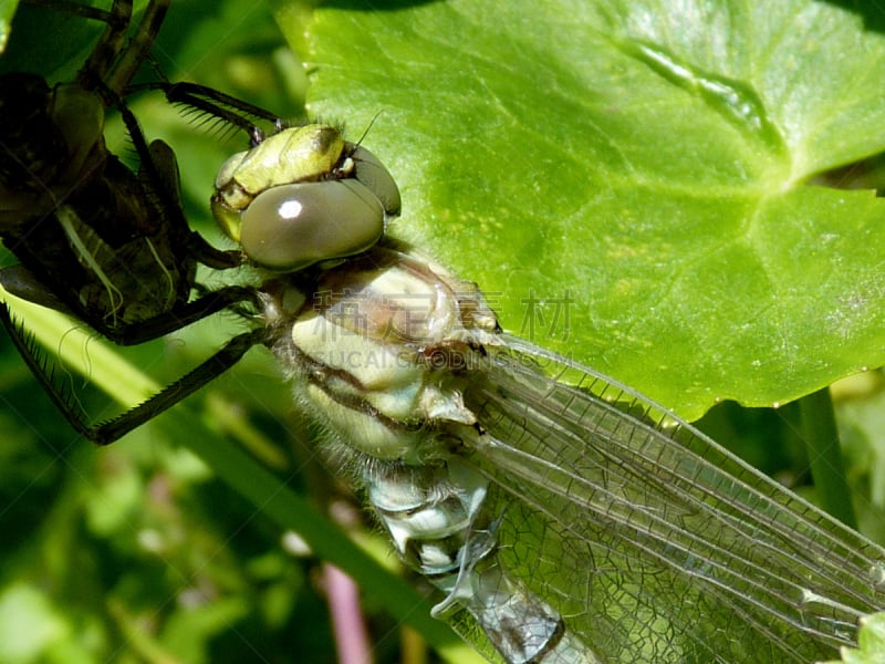 Southern Hawker Dragonfly,动物皮,新的,蜻蜓,水平画幅,池塘,幼虫,动物身体部位,显现,摄影