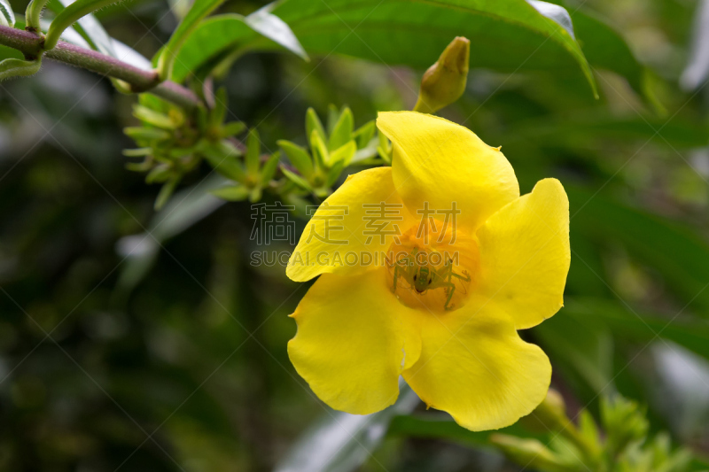 绿色,蚱蜢,黄色,阿瑟顿高地,水平画幅,无人,夏天,软枝黄蝉,户外,雨林