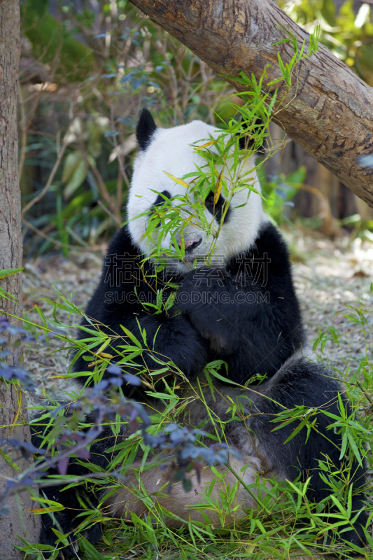 大熊猫,成都,自然,垂直画幅,野生动物,可爱的,生物,动物学,巨大的,热带雨林