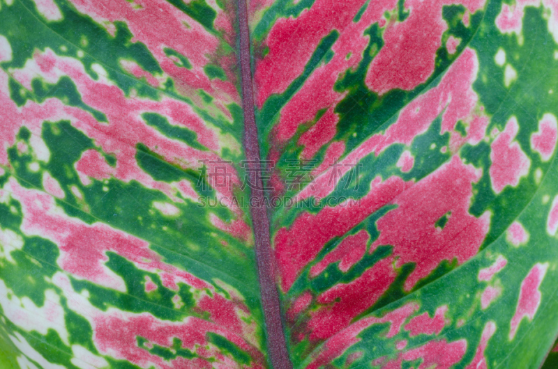 aglaonema,叶子,自然,水平画幅,绿色,无人,天南星科,室内植物,图像,自然美
