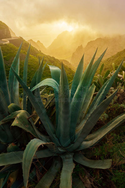 芦荟,自然,wild aloe,天奴山脉,芦荟植物,特内里费岛,热带灌木,垂直画幅,选择对焦,无人