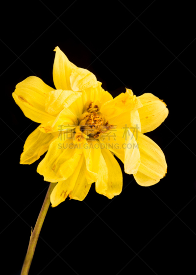大丽花属,仅一朵花,黄色,垂直画幅,美,枯萎的,仿旧磨损的效果,无人,浪漫,活力