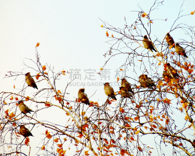 连雀,动物食性,靶心,自然,白昼,红色,秋天,冬天,图像,北美歌雀