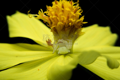 蟹蛛,蜘蛛,自然,水平画幅,无人,蜘蛛纲,特写,泰国,摄影
