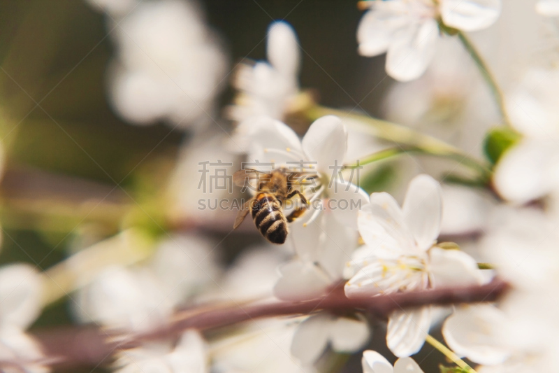 蜜蜂,特写,自然美,樱桃树,浪漫,母球,运动模糊,花茶,大黄蜂,苹果树