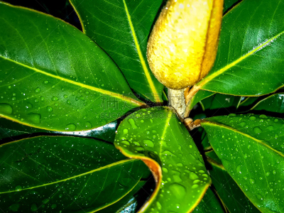 water drop on magnolia flower bud