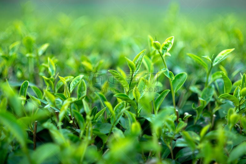 灌木,绿茶,农业,清新,泰国,茶树,中国,农场,植物,背景