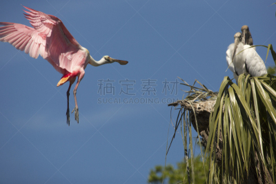 佛罗里达,圣奥古斯丁,玫瑰色琵鹭,陆地,刹车,淡水,野生动物,环境保护,鹳,脊椎动物