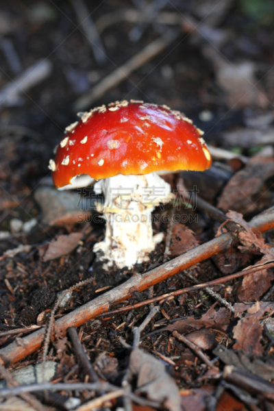 夏天,蘑菇,红色,森林,垂直画幅,美,研磨食品,毒蘑菇,树林,橙色伞菌