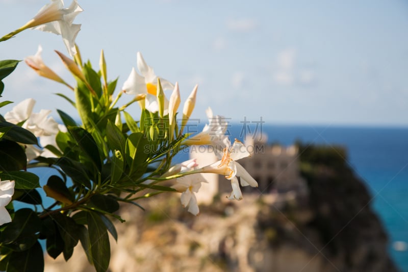 Flowers by the sea, view of santa maria dellísola