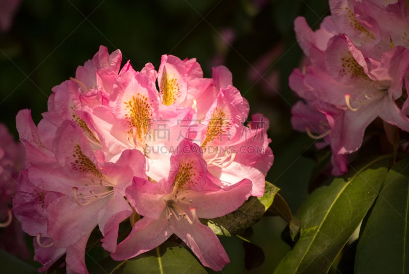 菜园,莫奈,芳香的,水平画幅,无人,夏天,户外,维管植物,田地,植物