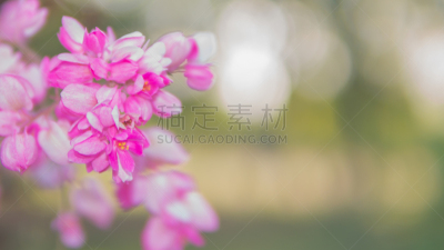 有蔓植物,粉色,运动模糊,自然美,风景,背景虚化,布希曼族,光,美,蓝花藤