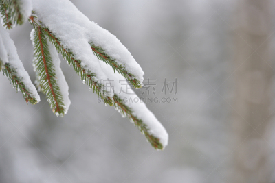 雪,冬天,大特写,松树,早餐,针叶,特写,季节,自然美,树