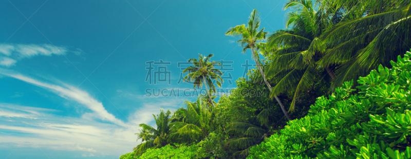 Palm tree at blue sky with clouds at daytime