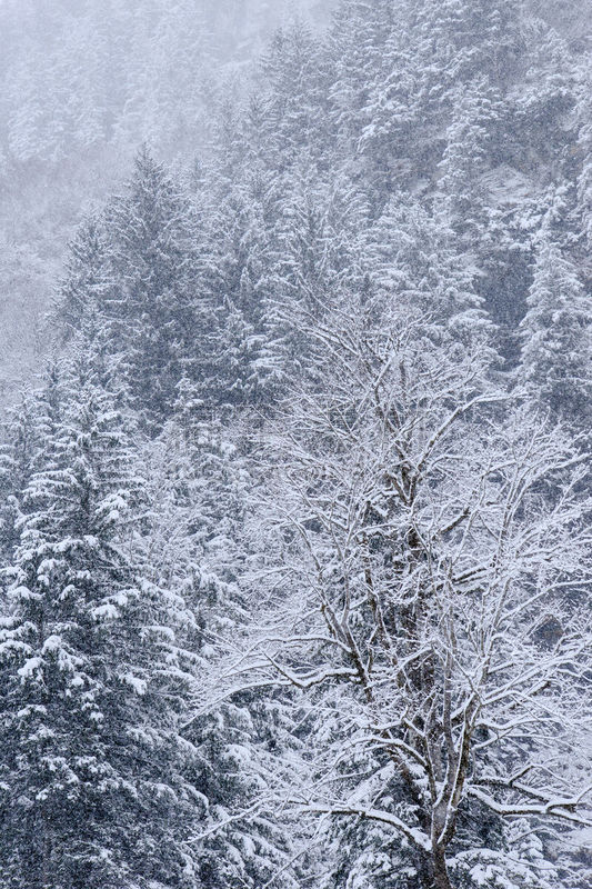 雪,恩格尔伯格,地形,瑞士,垂直画幅,天空,柬埔寨,曙暮光,户外